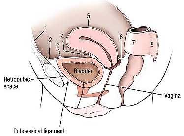 Peritoneal Cavity of