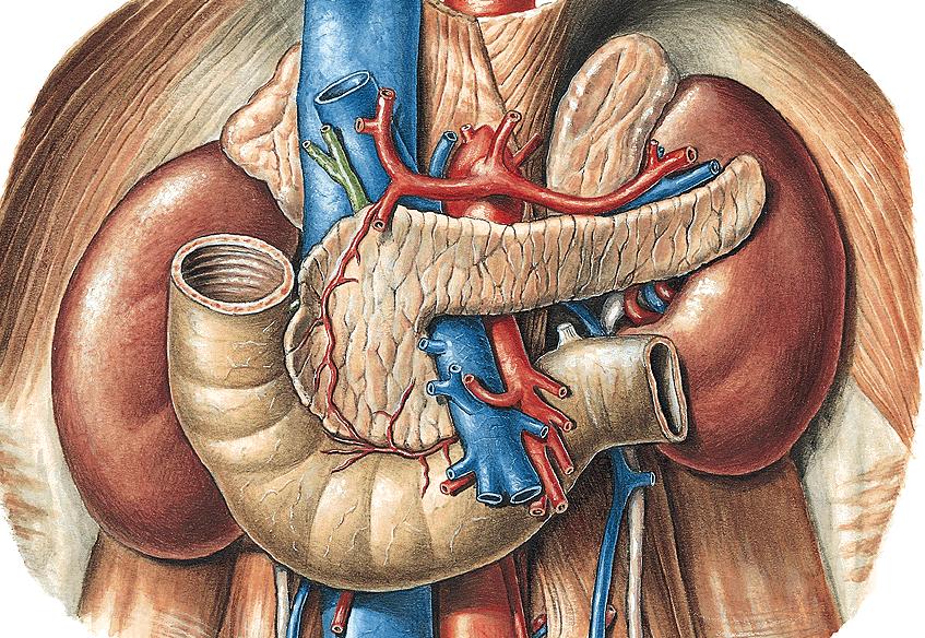 Vessels in the infracolic compartment Superior mesenteric a. unpaired artery, branch of the abdominal aorta.