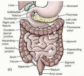 Organs in the infracolic compartment Most of the organs to be identified are parts of the gastrointestinal tract.