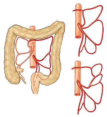 Vessels in the infracolic compartment Inferior mesenteric a. unpaired branch of the abdominal aorta.