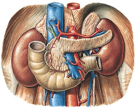 the spleen, and the pancreas.