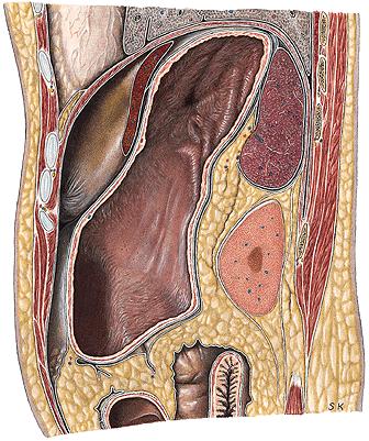 Primary retroperitoneal structures Perinephric fat (capsula adiposa) surrounds the kidneys and their vessels as it extends into their hollow centers, the renal sinuses.