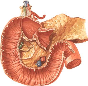 Organs in the infracolic compartment Most of the duodenum is secondarily retroperitoneal.