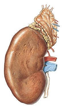 Primary retroperitoneal structures The suprarenal (adrenal) glands are located between the superomedial aspects of the kidneys and the diaphragm.
