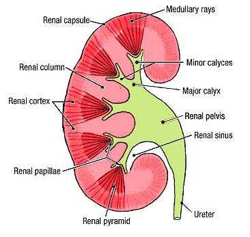 Primary retroperitoneal structures The ureters are muscular ducts (25-30 cm long) with narrow lumina that carry