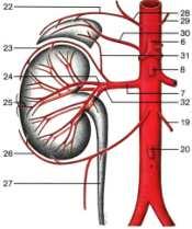 Abdominal aorta The abdominal aorta has three types of branches: Unpaired arteries to the gastrointestinal tract.