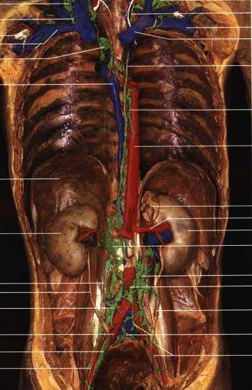Lymphatic vessels and nodes Parietal lymph nodes: Nodi lymph. iliaci communes Nodi lymph. lumbales 30-50 Nodi lymph. phrenici inferiores Visceral lymph nodes: Nodi lymph.