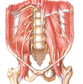 Lumbar plexus Nerves of the lumbar plexus : Iliohypogastric n. Ilioinguinal n.