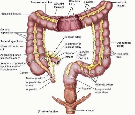 Organs in the infracolic compartment The large intestine consists of the: