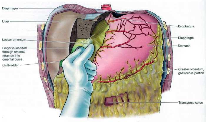 Caudate process of liver IVC Winslow foramen: Coledock