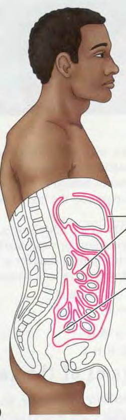 42 PERITONEUM the serosa lining the abdominal cavity.