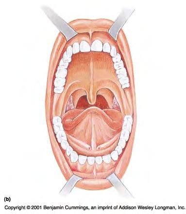 ORAL 46 CAVITY commonly called the mouth, contains