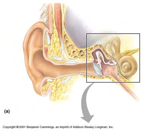 MIDDLE 49 EAR lies just medial to the ear drum is carved