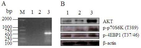 K.L. Ma et al. 9936 Figure 4. Expression analysis of AKT in transgenic cell clones by RT-PCR and Western blot. A. Identification of transgenic cell clones by RT-PCR.