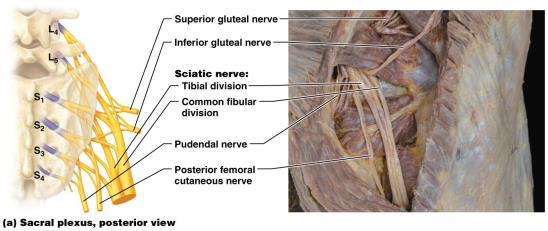 SACRAL PLEXUSES SACRAL PLEXUSES Right and left sacral plexuses are formed from anterior rami of spinal nerves L 4 S 4 ; nerve branches innervate structures of pelvis, gluteal region, and much of