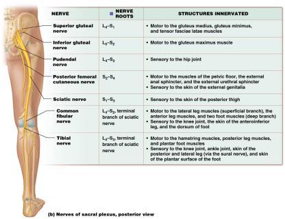 SACRAL PLEXUSES SACRAL PLEXUSES Sacral plexus divisions (continued): Smaller common fibular nerve (common peroneal) made up of axons from posterior division of sacral plexus o Descends along lateral