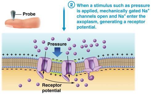 sodium ion enters, membrane potential may reach threshold voltage-gated sodium ion channels open action potential is propagated along axon toward CNS FROM PNS TO CNS: SENSORY RECEPTION AND RECEPTORS