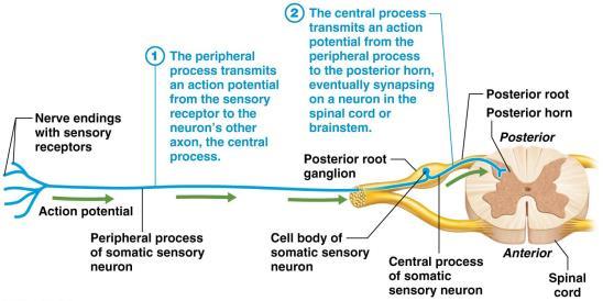 SENSORY NEURONS SENSORY NEURONS Figure 13.13 Somatic sensory neuron structure and function.