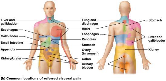 DERMATOMES AND REFERRED PAIN Referred pain phenomenon whereby pain that originates in an organ is perceived as cutaneous pain Occurs because many spinal nerves carry both somatic and visceral