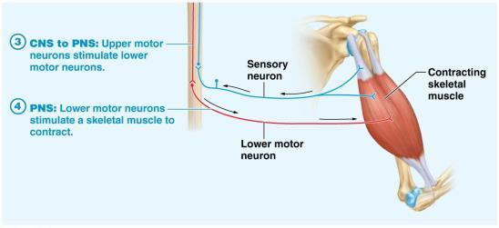 17 The Big Picture of Control of Movement by the Nervous System. Figure 13.
