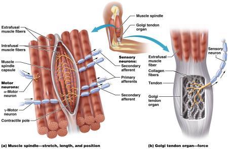 18a) Between 2 and 12 specialized muscle fibers (intrafusal muscle fibers) are found within each muscle spindle THE ROLE OF STRETCH RECEPTORS IN SKELETAL MUSCLES Muscle spindles tapered structures