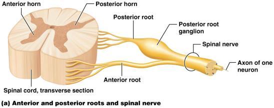 majority of structures in body Mixed nerves contain both sensory and motor neurons Sensory nerves contain only sensory neurons while motor nerves contain mostly motor neurons (also some sensory