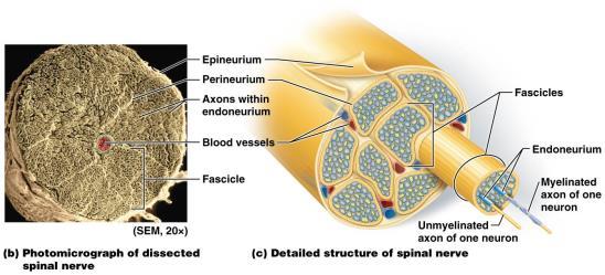 OVERVIEW OF PERIPHERAL NERVES AND ASSOCIATED GANGLIA OVERVIEW OF PERIPHERAL NERVES AND ASSOCIATED GANGLIA Cranial nerves attach to brain and mostly innervate structures in head and neck; not formed