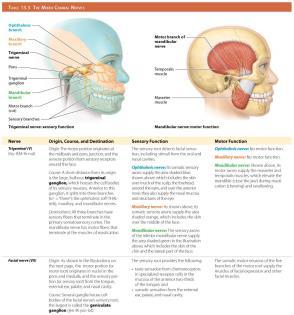 THE MIXED CRANIAL NERVES THE MIXED CRANIAL NERVES Four cranial nerves contain axons of both