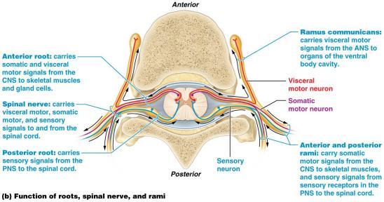 STRUCTURE OF SPINAL NERVES AND SPINAL NERVE PLEXUSES Figure 13.4b Structure and function of roots, spinal nerves, and rami.