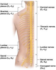 5): 8 pairs of cervical nerves 12 pairs of thoracic nerves 5 pairs of lumbar and sacral nerves 1 pair of coccygeal nerves Anterior rami of cervical, lumbar, and sacral spinal