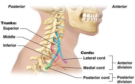 A HICCUP CURE THAT REALLY WORKS Find approximate area of cervical vertebrae 3 5 (roughly in middle of neck); place fingers about 1 cm lateral to vertebral column on both sides Apply firm pressure to