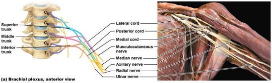 adequate to stop nerve from firing completely or interfere with breathing BRACHIAL PLEXUSES Right and left brachial plexuses lateral to 5th cervical through 1st thoracic vertebrae; provide motor and