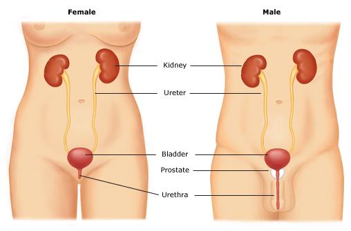 Urinary tract infection Uncomplicated UTI: infection in a premenopausal, non pregnant women with no