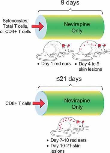 Fig. 2. Splenocytes, total T cells, or CD4+ T cells, but not CD8+ T cells, adoptively transfer susceptibility to nevirapine-induced rash.