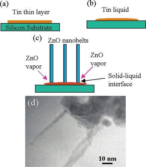 reasonable vapor pressure of ZnO in the furnace, the ZnO nanobelts continue to grow from the tin surface (Figure 2c), i.e., push up from the supersaturated growth surface.