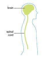 Sexual arousal begins in CSN; the brain sends messages to sexual organs along the nerve pathway in the spinal cord MS lesions in spinal cord or brain can change