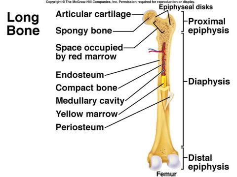 Example of Cartilaginous Difference 1 (hint: Difference 2 (hint: Joint Structural classification)