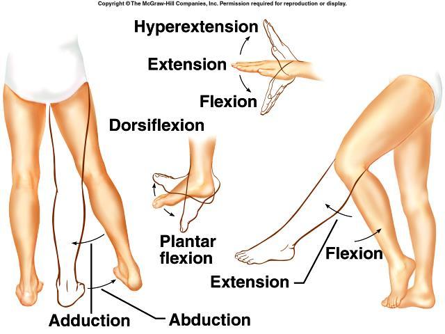 Angular Movement Description Flexion Decreasing the angle between two bones Extension Increasing the angle between two bones Abduction Moving