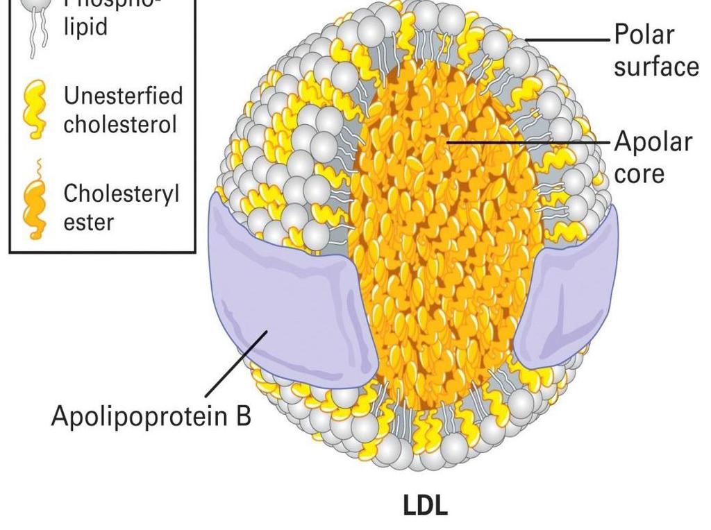 Mutations in LDL receptors causes increased plasma LDL levels (i.e. increased cholesterol levels.