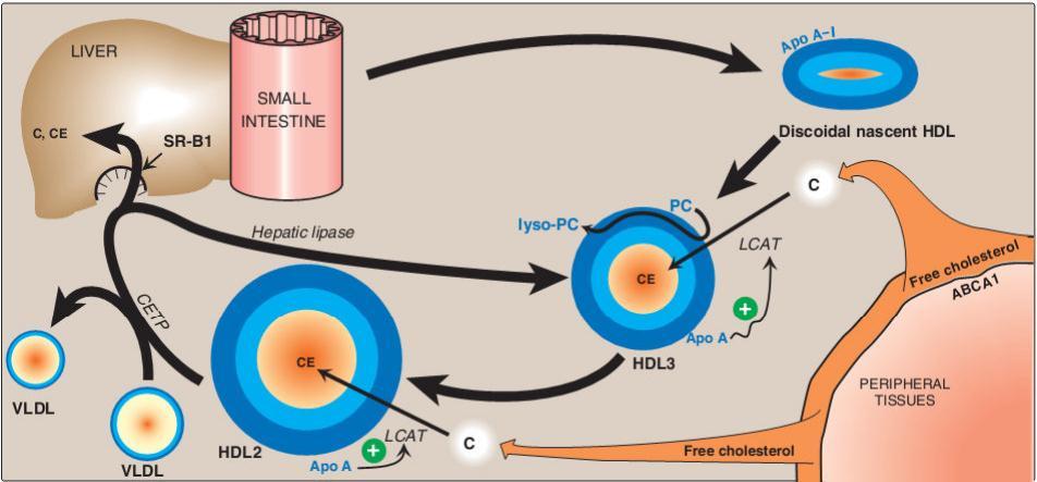 HDL receptor Metabolic fate of HDL Metabolism of HDL. PC = phosphatidylcholine; lyso-pc = lysophosphatidylcholine. LCAT = Lecithin cholesterol transferase.