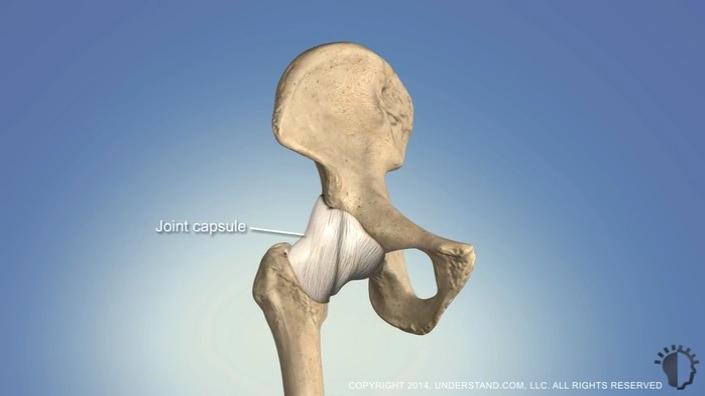 Anatomy, Risks, and Patient Selection The hip joint is made of the ball-shaped femoral head atop the thighbone and the socket-shaped acetabulum at the union of the three bones that form the hip bone,