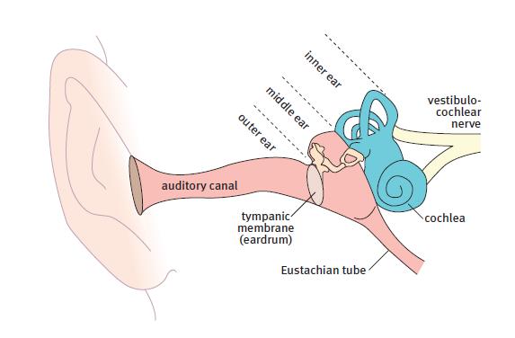 Gathering information the sensory systems; Hearing 2. The auditory canal helps to amplify the sound. 3.