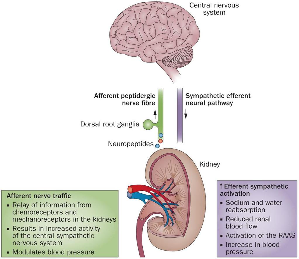 Sympathomodulation of the efferent sympathetic nervous system Veelken R and Schmieder R.