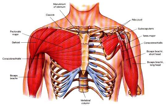 Muscles of the Upper Limb Pectoralis Major Muscle Action: internal rotation and flexion of the arm Muscle Origin: Clavicle, lower portion of the Sternum, Costal cartilage of the 1 st to 6