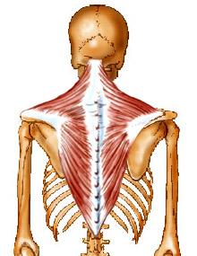 Muscles that position the Scapula Trapezius Muscle Action: Scapula elevation, adduction, retraction, upward rotation and depression,