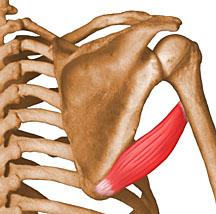 Muscles that move the Humerus Teres Major Muscle Action: