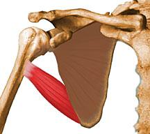 Muscle Origin: inferior lateral border of the Scapula.