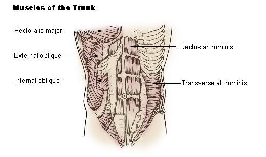 Muscles of Respiration and the Abdomen The muscles of the thoracic cage are mainly involved in breathing; those of the abdominal wall, with