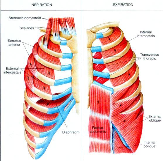 Muscles of the Thoracic Cage Intercostal Muscles Arranged in layers (external and internal). Used heavily during strenuous exercise.