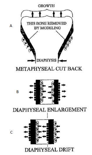 diaphysis by the ontinual removal of bone tissue from the periosteal surfae of the metaphysis to redue the shaft to the proper diameter (Figure 8a).